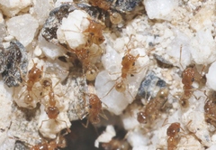 Pheidole yaqui