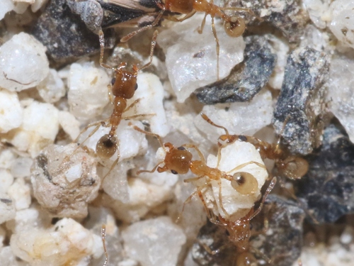 Pheidole yaqui · iNaturalist