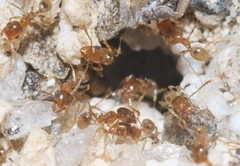 Pheidole yaqui