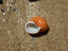 Phasianella ventricosa