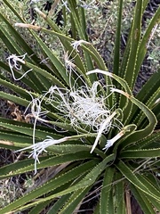 Dasylirion leiophyllum