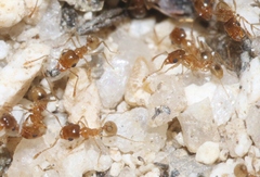 Pheidole yaqui