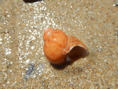 Phasianella ventricosa