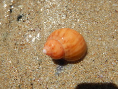 Phasianella ventricosa