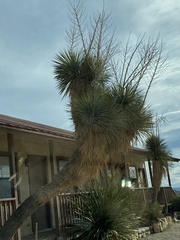 Yucca rostrata