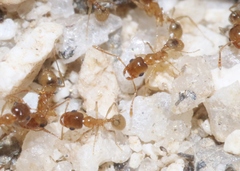 Pheidole yaqui