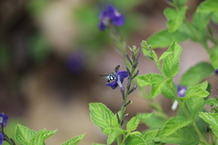 Thyreus himalayensis