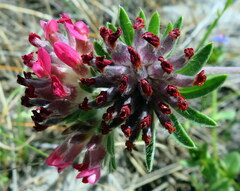 Anthyllis vulneraria rubriflora