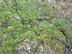 Fraxinus dipetala
