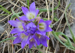 Edraianthus