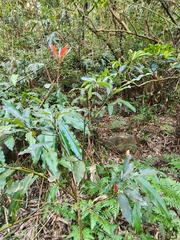 Machilus