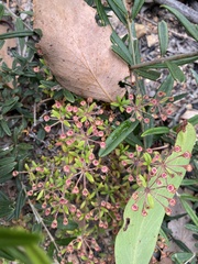Pomax umbellata