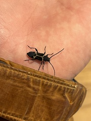 Calydon submetallicum