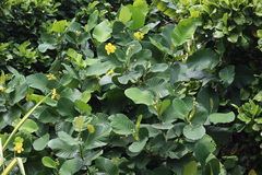 Dillenia suffruticosa