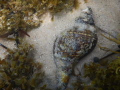 Australaria australasia