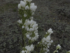 Gentianella corymbifera