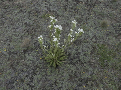 Gentianella corymbifera