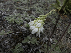 Gentianella corymbifera