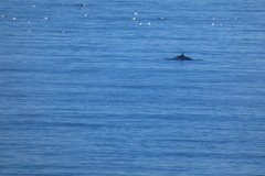Balaenoptera acutorostrata