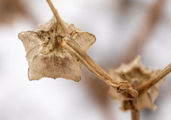 Physalis neomexicana