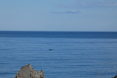 Balaenoptera acutorostrata