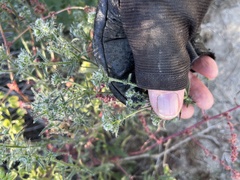 Cryptantha maritima maritima