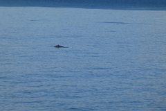 Balaenoptera acutorostrata
