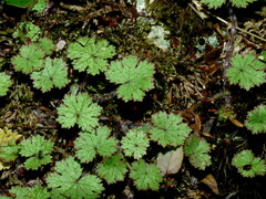 Hydrocotyle dissecta
