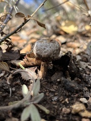 Tulostoma