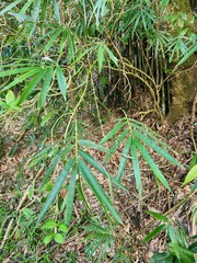 Phyllostachys makinoi