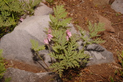 Dicentra formosa formosa