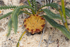 Banksia obtusa