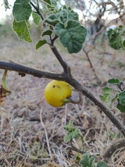 Solanum myriacanthum