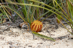 Banksia obtusa