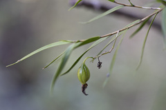 Dendrobium cunninghamii
