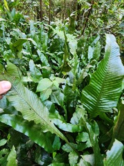 Leptochilus wrightii