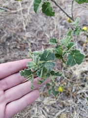 Solanum myriacanthum