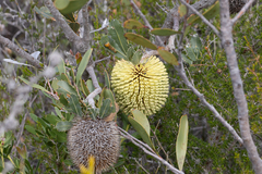 Banksia lemanniana