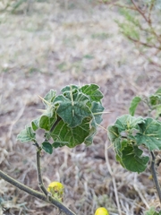 Solanum myriacanthum