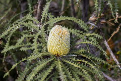 Banksia speciosa