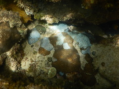 Plesiastrea versipora