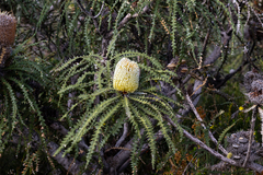 Banksia speciosa