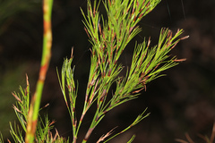 Baloskion tetraphyllum