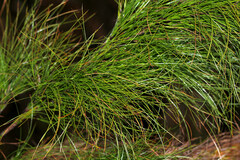 Baloskion tetraphyllum