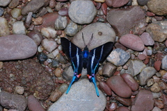 Rhetus arcius