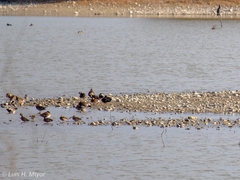 Mareca strepera strepera