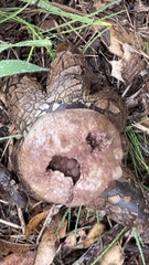 Astraeus hygrometricus