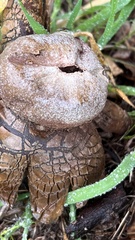 Astraeus hygrometricus