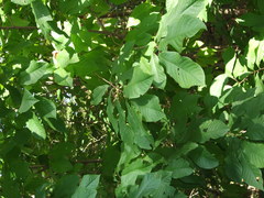 Asimina triloba
