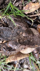 Astraeus hygrometricus